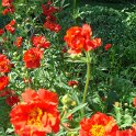 Geum x 'Lady Stratheden' fleur